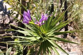 Image result for Velloziaceae