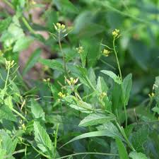 Image result for Erucastrum arabicum