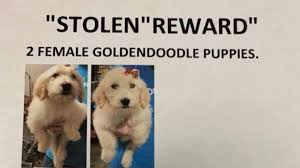Just north of atlanta georgia about 30 miles. Pet Theft On The Rise Across The Country 13wmaz Com