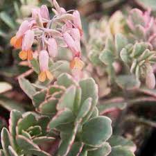 Image result for Kalanchoe fedtschenkoi