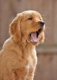 Find your puppy in delhi ncr. Field Golden Retriever Puppy Yawning Puppies Animals Dogs Pixoto
