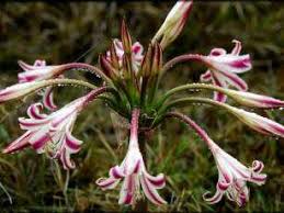 Image result for Crinum stuhlmannii