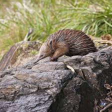Echidna In Noosa National Park Queensland Australia Australia Animals National Parks Australian Continent