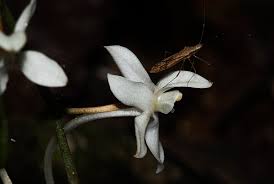 Image result for Aerangis appendiculata