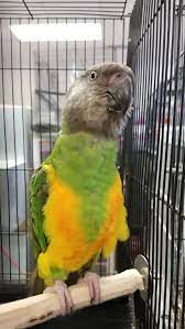 25 Senegal Parrot Ideas Senegal Parrot Parrot Pet Birds