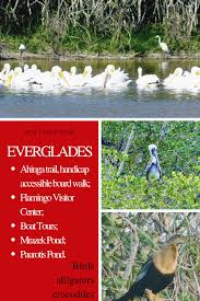 Birding For Beginners In Everglades National Park National Parks Everglades National Park Boat Tours