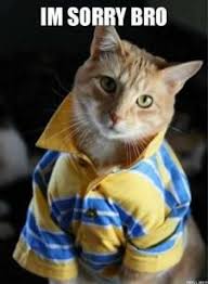11 Purrfect I M Sorry Memes Random Funny Cat Sorry Memes Funny Cats Cats