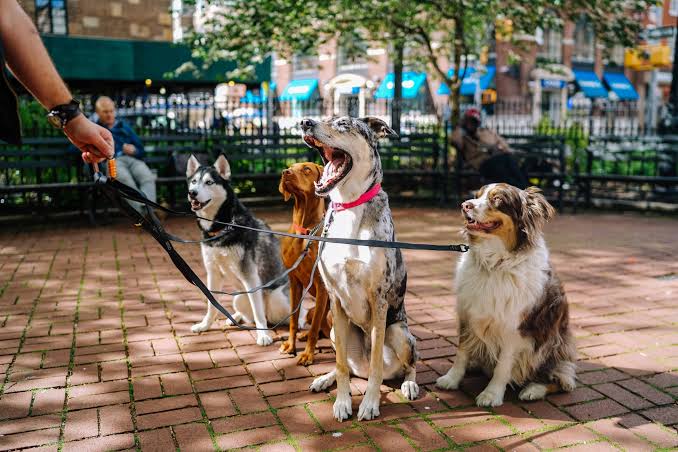 Start Your Dog-Walking Business in Minutes with Google Forms + Payable -  Payable Blog