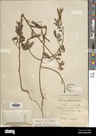 Image result for Tephrosia nana