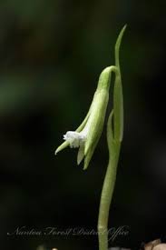 四重溪脈葉蘭nervilia crociformis plants of taiwan 台灣植物資訊整合查詢系統 wild orchid orchids species