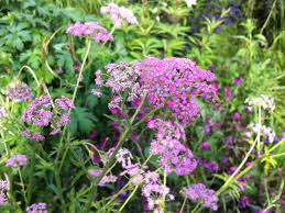 Image result for Pimpinella robynsii