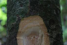 Image result for Angylocalyx