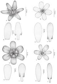 Image result for Cabombaceae