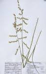 Image result for Eragrostis castellaneana