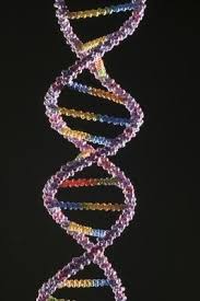 how to find dna with homemade methods