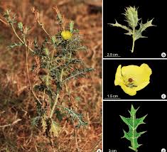 Image result for Argemone mexicana