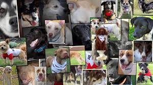 Learn more about mower county humane society in austin, mn, and search the available pets they have up for adoption on petfinder. Pets For Adoption At Pennington County Humane Society In Thief River Falls Mn Petfinder