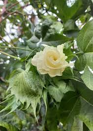 Image result for Gossypium barbadense