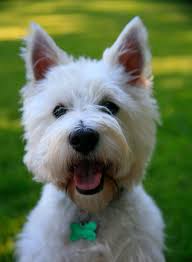 Along with the cairn terrier (toto from the wizard of oz), the west highland white terrier is what many people picture when they hear terrier. the westie is everything a terrier was designed to be. Pin On Westie