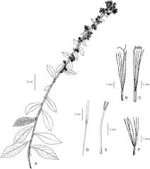 Image result for Blumea squarrosa