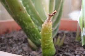 16 Sansevieria Snake Plant Varieties To Identify What Types You Own In 2020 Aloe Plant Types Of Succulents Planting Succulents