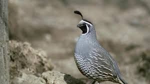 Image result for quail