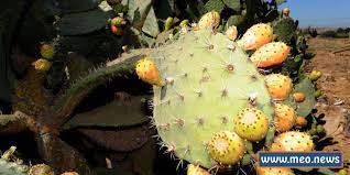 What is a prickly pear cactus? A Humble Cactus Brings Hope To Algeria Meo