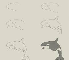Step by step tutorial, teach you how to draw this killer whale, very simple. How To Draw A Orca Novocom Top