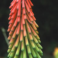 Image result for Kniphofia princeae