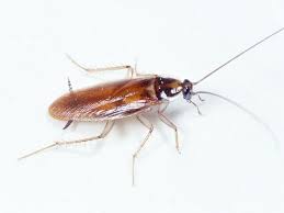 Pin On Bug Out