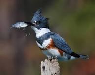 Learn about Kingfishers — Closter Nature Center