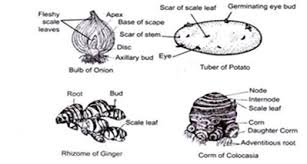Some plant species have modified stems that are especially suited to a particular habitat and environment (see the stolons are stems that run almost parallel to the ground, or just below the surface, and can give rise to new plants at the nodes. Describe Modifications Of Stem With Suitable Examples Own Classes