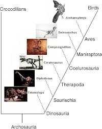 feather evolution