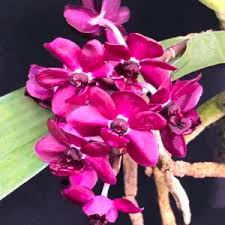 Image result for Bulbophyllum schinzianum