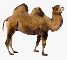 It's no secret the camel can endure days in. Camel Transparent Image Animal Camel Transparent Background Hd Png Download Transparent Png Image Pngitem