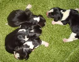 Have been well loved since the day they were born. Can Beagle New Borns Be Completely Black Our Beagle World Forums