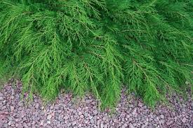 Check spelling or type a new query. 11 Best Evergreen Ground Cover Plants That Make Your Garden Look Greener Better Trees Com