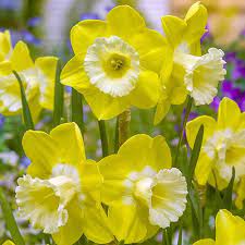 Intrigue Daffodil Breck S Daffodil Flower Daffodils Part Shade Flowers