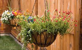 Though cascading hanging baskets filled to the brim with multicolored flowers definitely add a unique captivating look to your already beautiful garden, selecting the best candidates to display in your baskets is a bit challenging. How To Plant Hanging Baskets