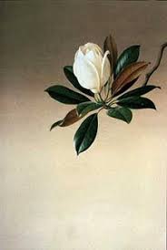 Magnolia Grandiflora By Paul Jones Australia 1921 1997 Acrylic On Paper Botanical Painting Botanical Drawings Botanical Art