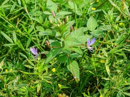 Image result for Cleome rutidosperma