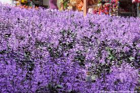 A newly built lavender garden is the latest attraction in cameron highlands. Cameron Highlands Adventures With Family
