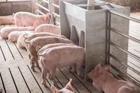 Carne proaspata de porc avem, condimentul potrivit pentru ea e proaspat preparat. Porci De Vanzare Din Rasele Duroc Si Pietrain 0727 649 200