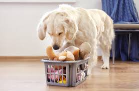 How To Clean Dog Toys In 2020 Dog Toys Dogs Pet Safe