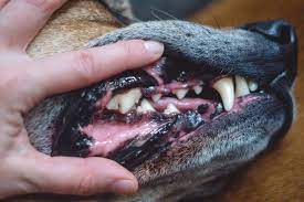 Doggie Dental Health Tips Dog Dental Health Dental Dental Health