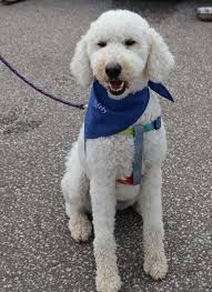 IG Wealth Management Walk for Alzheimer's