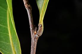 Image result for Maranthes