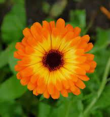 Calendula Marigold October Birth Flower Associated With Healing Birth Flowers Birth Flower Tattoos October Birth Flowers