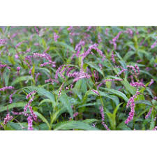 Image result for Persicaria decipiens
