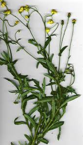 Image result for Senecio madagascariensis